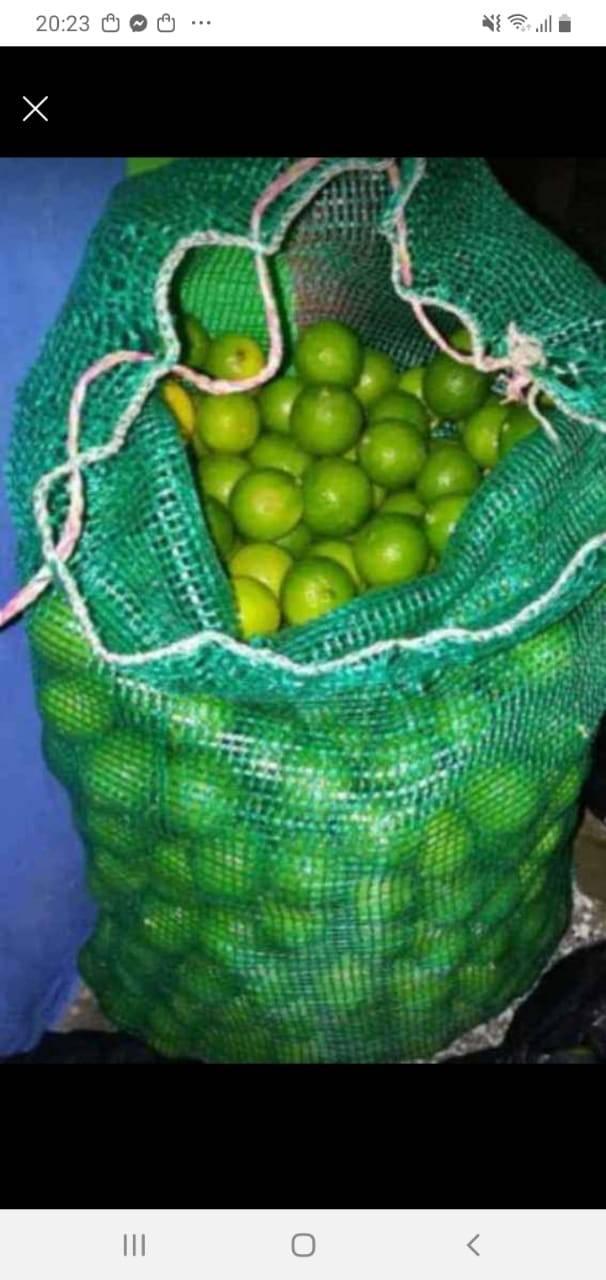 Limón criollo verde jugoso por saco de 1,500 limones aproximadamente y por ciento  envío gratis