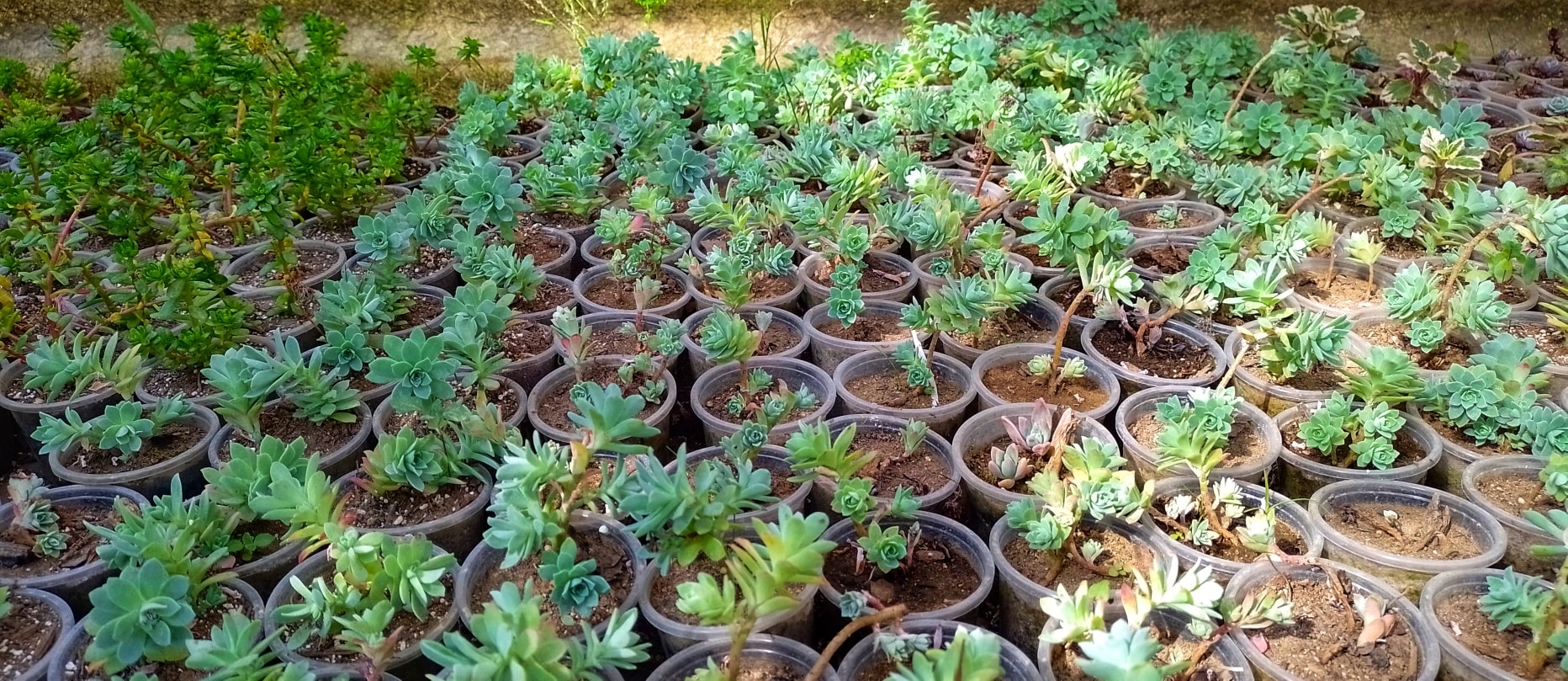 INICIO DE OFERTAS
MES DE LA MADRE 

Suculentas minis Q3.00 cada una descuento po