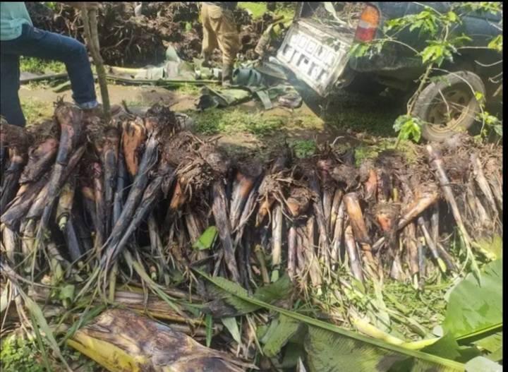 Siembre semillas de banano de pura seda y de siler y tenga esta hermosa cosecha