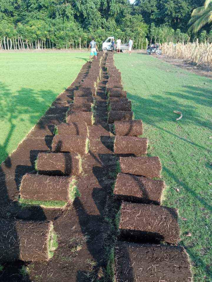 Venta de grama San Agustín 
 Instalación de grama San Agustín
 Preparación de te