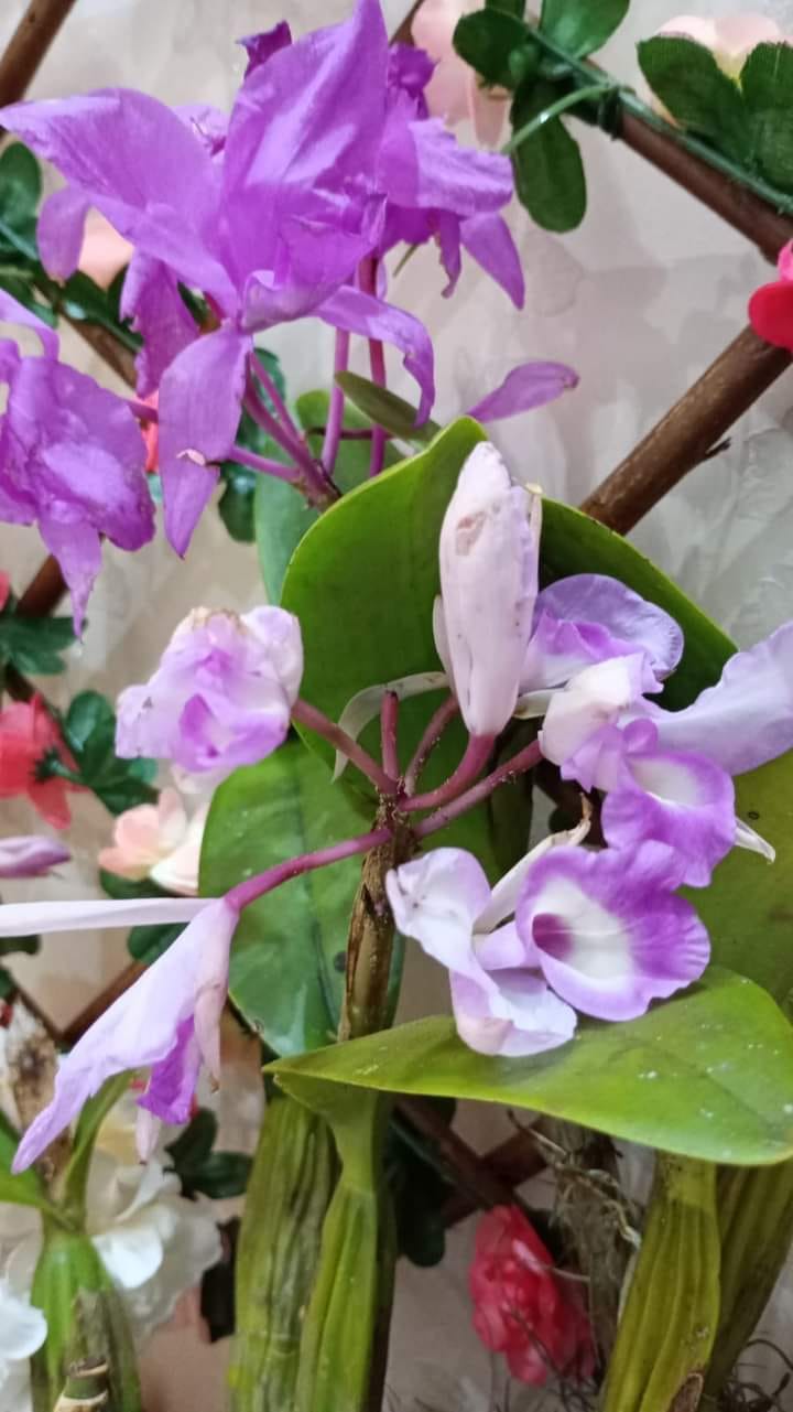 ULTIMAS UNIDADES!  Preciosas orquídeas provenientes de Cobán, listas para adorna