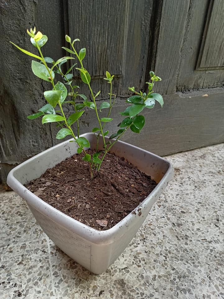 *ARÁNDANO AZUL*
 Blue-Berries!!!  Descubre el sabor y los Beneficios del Arándan