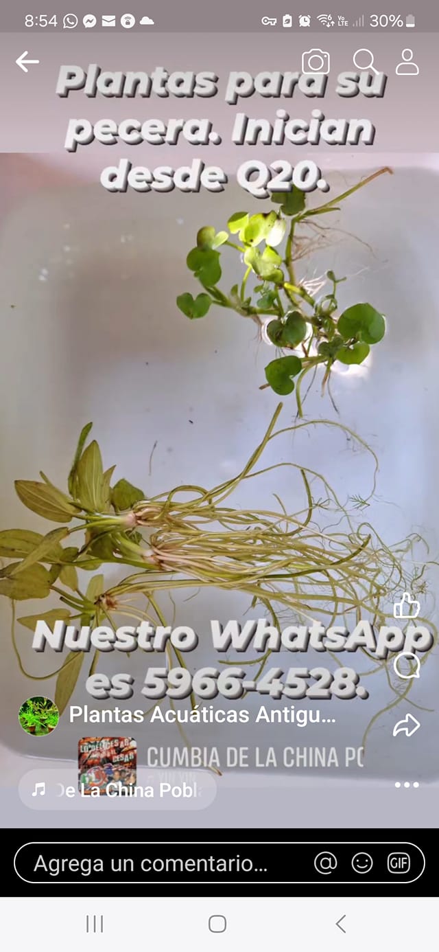 Plantas para su pecera. Enviamos a toda la república. Algunas plantas inician de