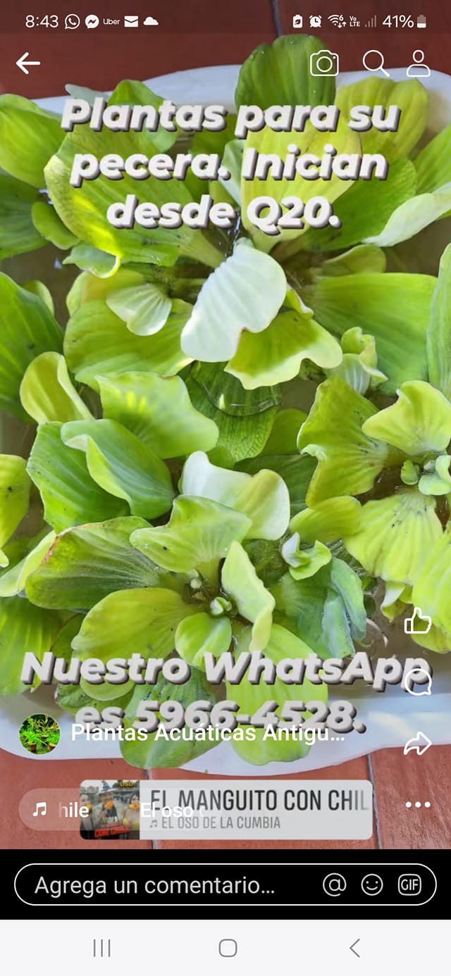 Plantas para su pecera. Enviamos a toda la república. Algunas plantas inician de