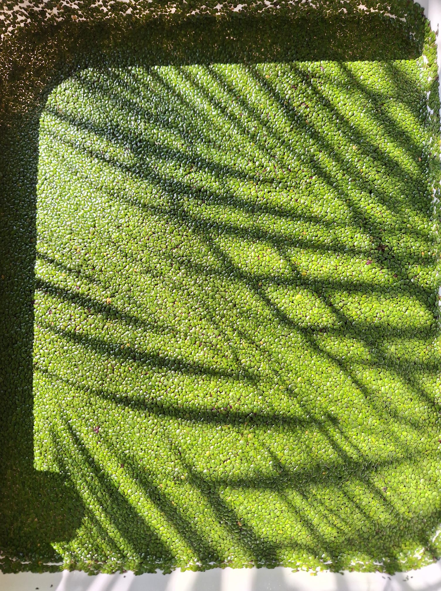 Plantas para su pecera. Enviamos a toda la república. Algunas plantas inician de