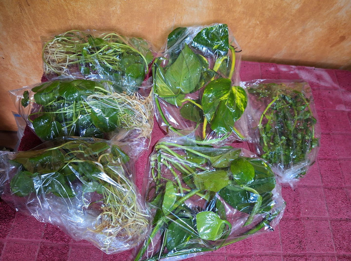 Plantas para su pecera. Enviamos a toda la república. Algunas plantas inician de