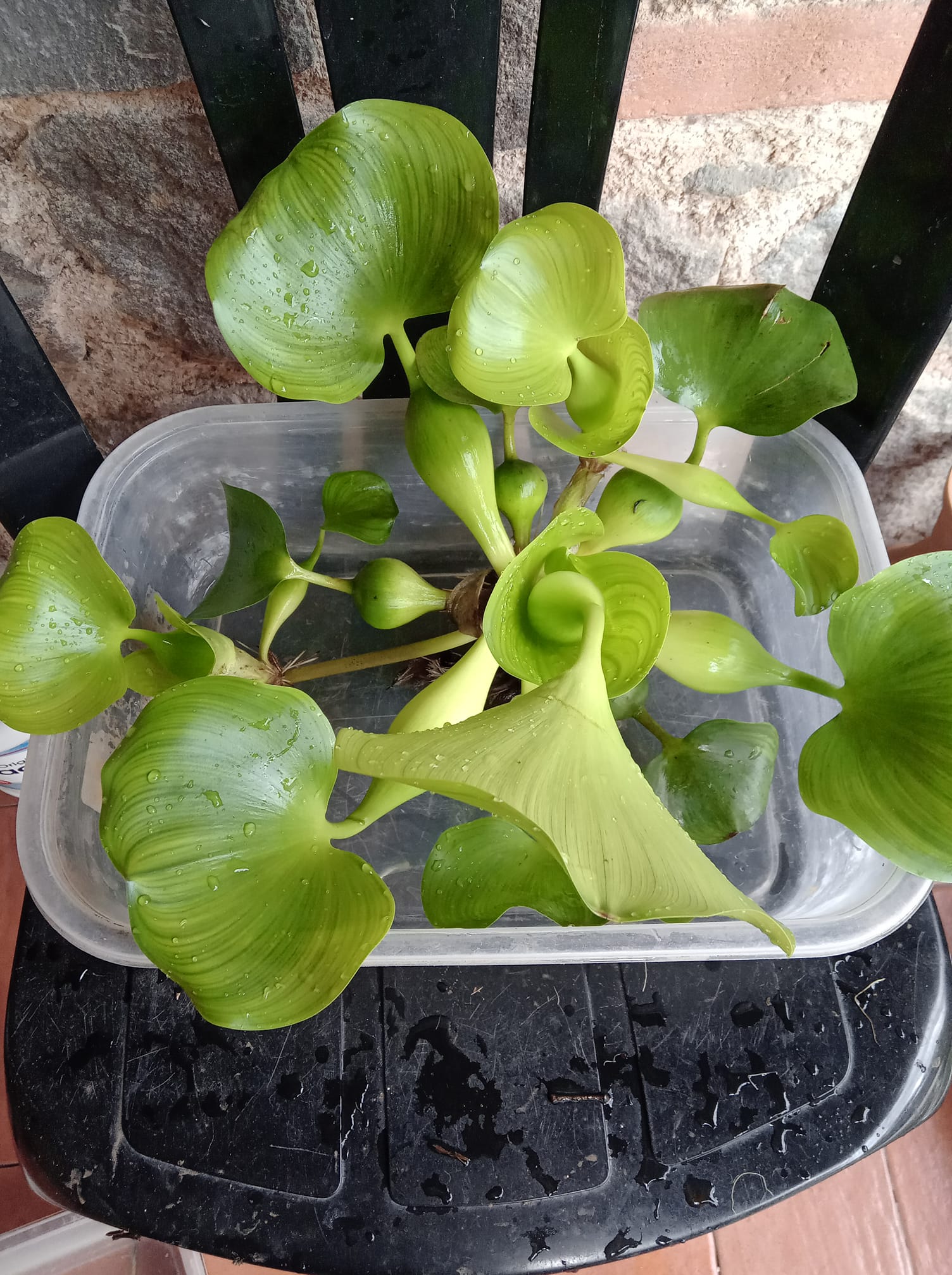 Plantas para su pecera. Enviamos a toda la república. Algunas plantas inician de