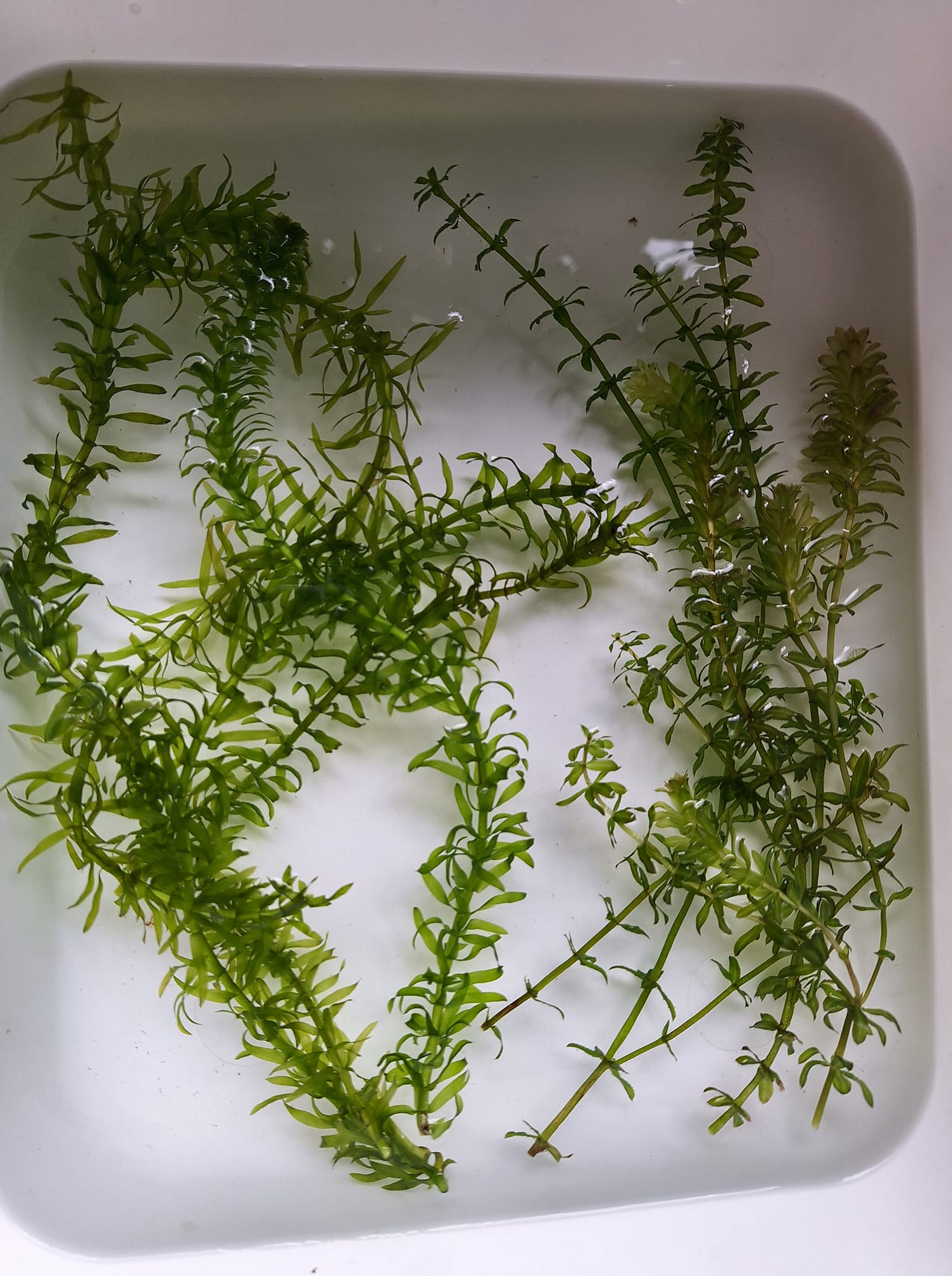 Plantas para su pecera. Enviamos a toda la república. Algunas plantas inician de