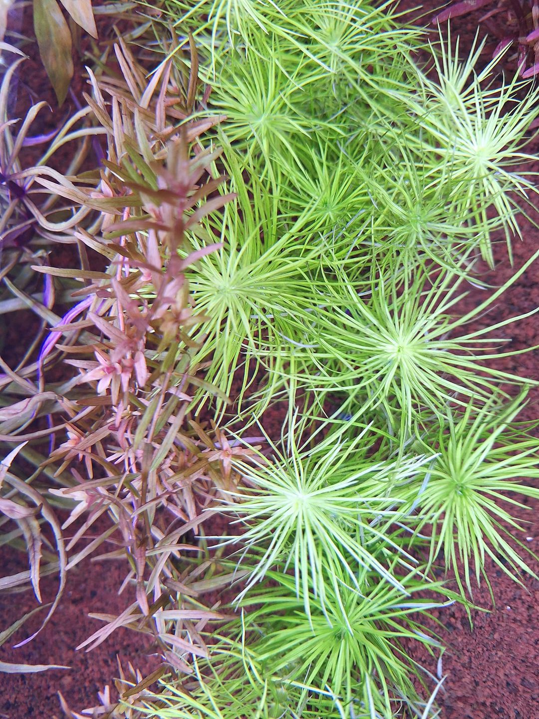 Ofrecemos plantas naturales para su pecera. Inician desde Q20. Si desea más info