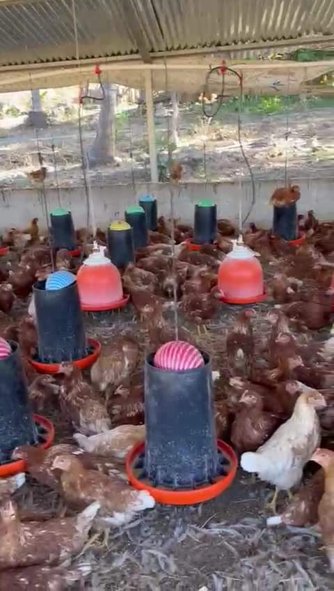 #Granjeros 
 Nuestras Pollas ya para entrega de la próxima semana de 18 semanas.