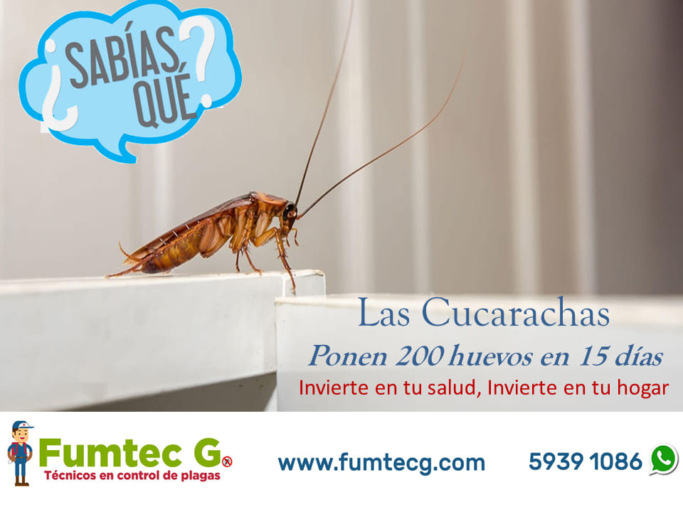 ¡Acércate a los expertos!
 Si sufres de esta plaga llámanos al 5939-1086 o escrí