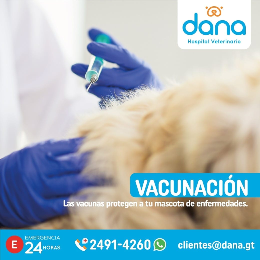 Es indispensable cumplir con los esquemas de vacunación  desde cachorros para qu