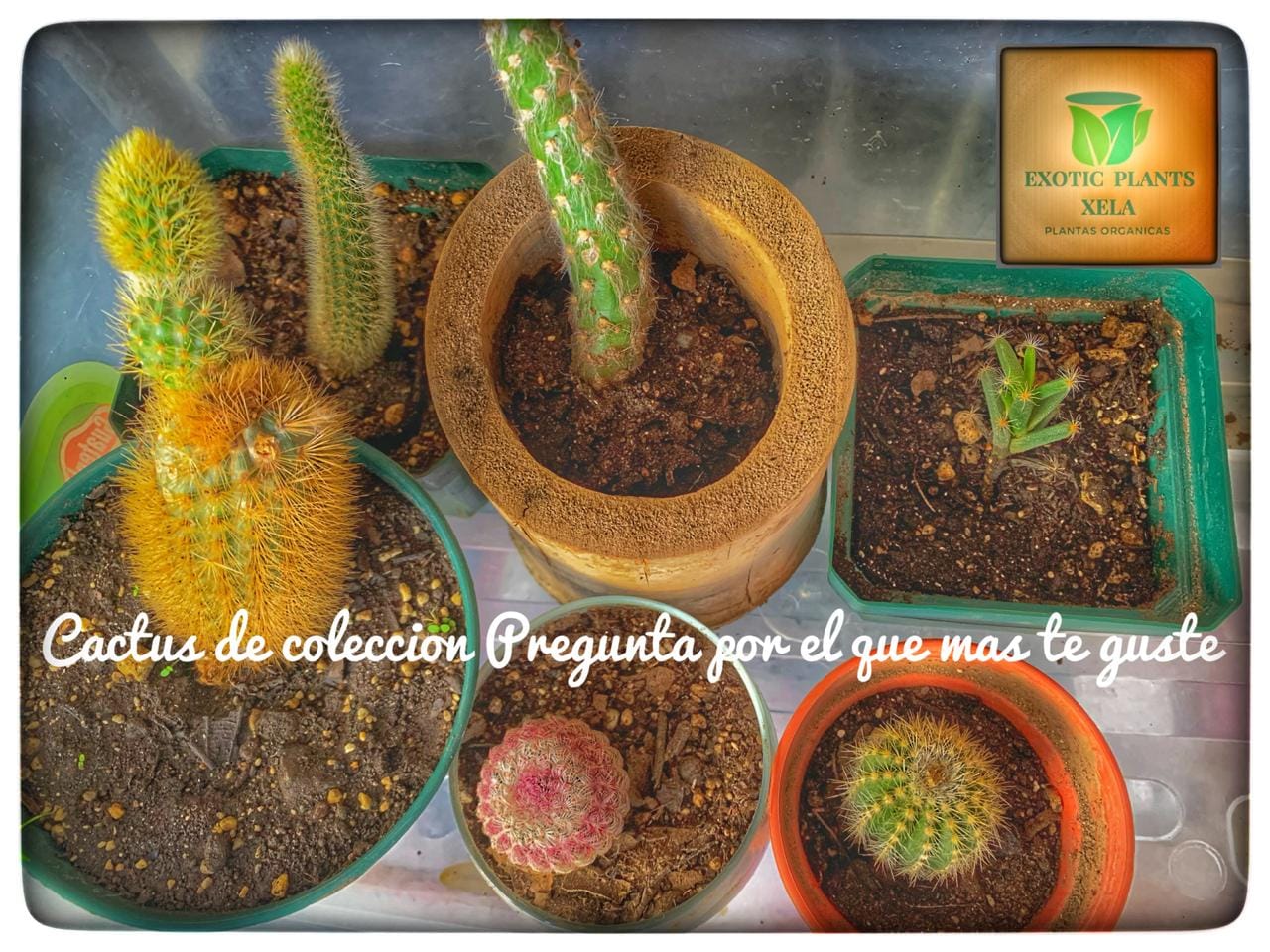 Venta de Cactus de coleccion puedes pregunta por el que mas te guste iQue espera