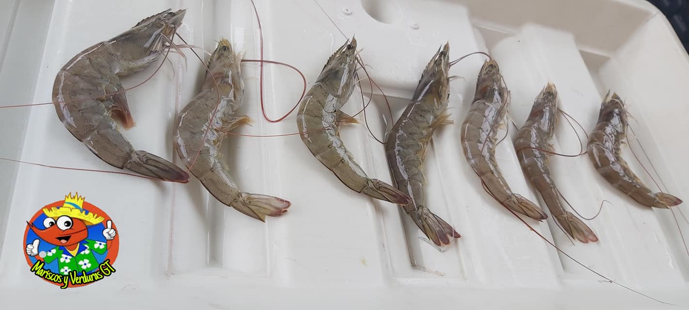 Ahora no hay pretexto, Para no poder a ser los Camarones ya sean en ricas Pizzas