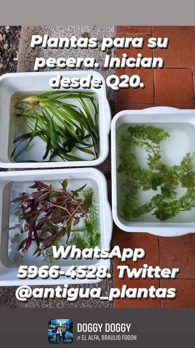 Ofrecemos plantas naturales para su pecera. Inician desde Q20. Si desea más info