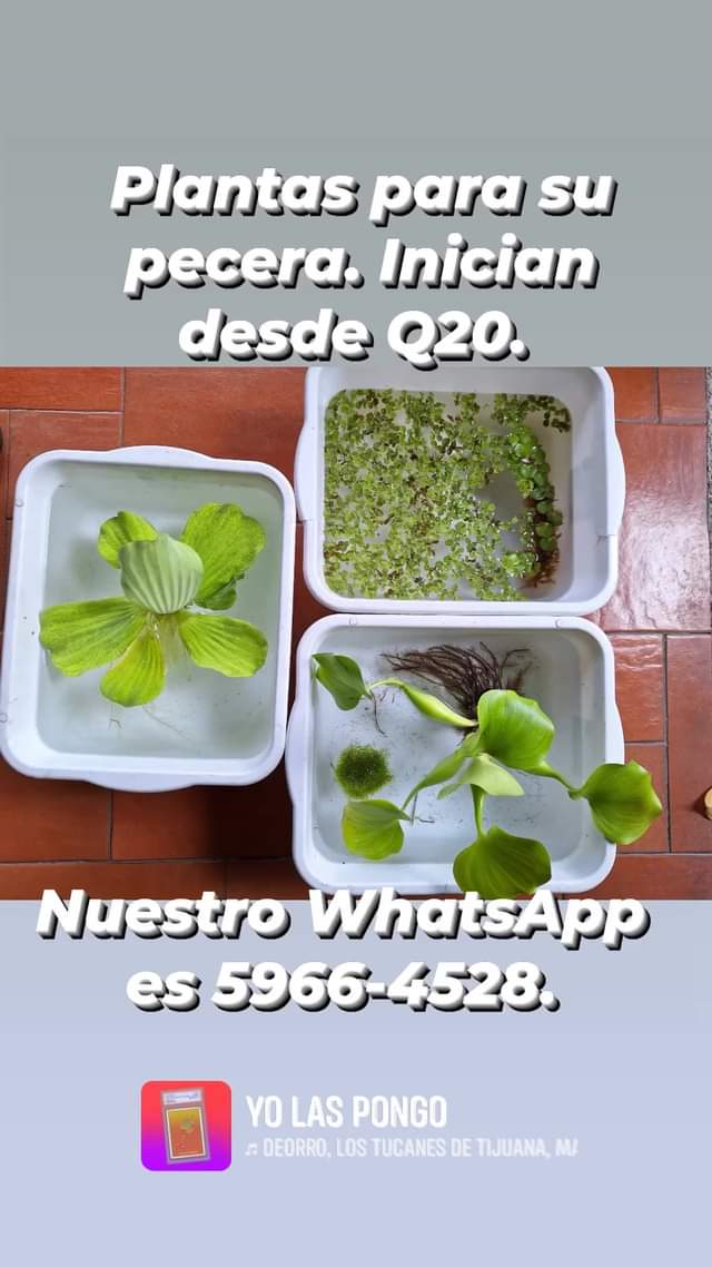 Ofrecemos plantas naturales para su pecera. Inician desde Q20. Si desea más info
