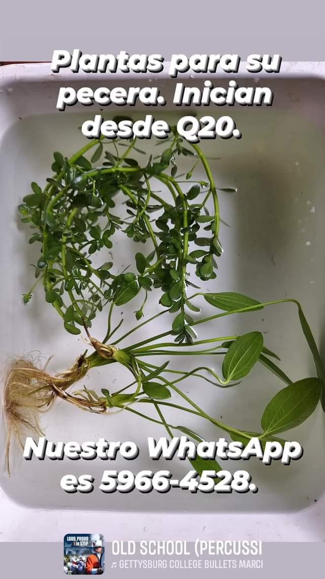 Ofrecemos plantas naturales para su pecera. Inician desde Q20. Si desea más info