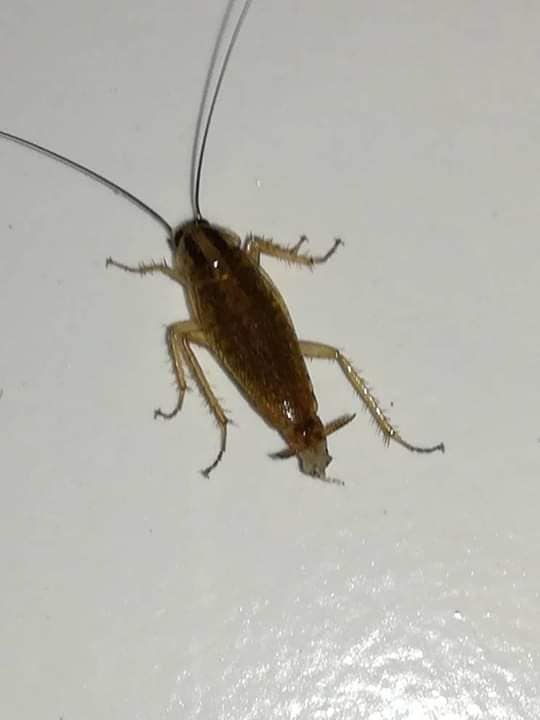 Nos seguimos poniendo a las órdenes para cualquier fumigacion. Preventiva como p