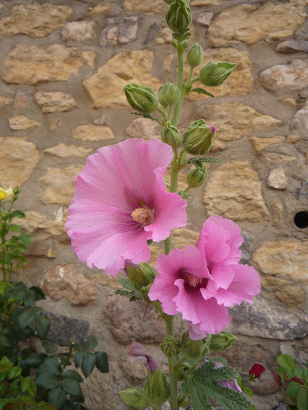 "VIVERO LOS ROSALES"
VARA DE SAN JOSE
Las flores de esta planta son de gran uso