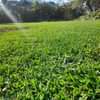 Puede ser una imagen de césped y campo de golf